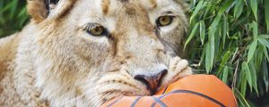 Preview wallpaper lioness, predator, funny, fluffy, ball, wild animal