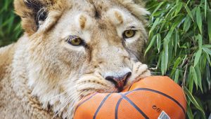 Preview wallpaper lioness, predator, funny, fluffy, ball, wild animal