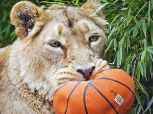 Preview wallpaper lioness, predator, funny, fluffy, ball, wild animal