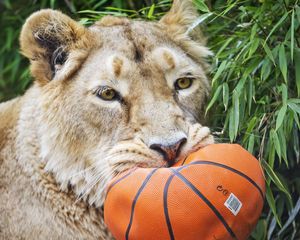 Preview wallpaper lioness, predator, funny, fluffy, ball, wild animal