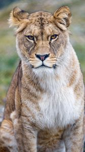 Preview wallpaper lioness, predator, glance, big cat