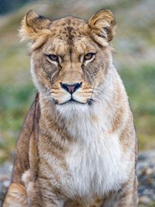 Preview wallpaper lioness, predator, glance, big cat