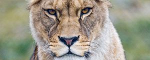 Preview wallpaper lioness, predator, glance, big cat