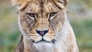 Preview wallpaper lioness, predator, glance, big cat