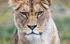 Preview wallpaper lioness, predator, glance, big cat