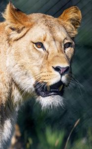 Preview wallpaper lioness, predator, glance, mouth, big cat