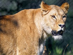 Preview wallpaper lioness, predator, glance, mouth, big cat