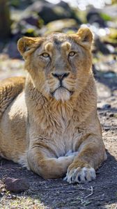 Preview wallpaper lioness, predator, glance, big cat, wildlife