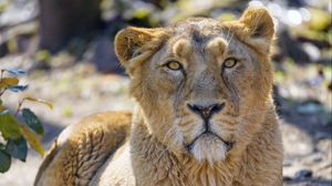 Preview wallpaper lioness, predator, glance, big cat, wildlife