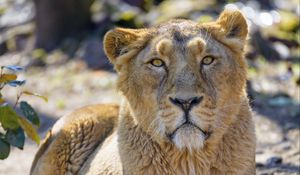 Preview wallpaper lioness, predator, glance, big cat, wildlife