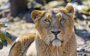 Preview wallpaper lioness, predator, glance, big cat, wildlife