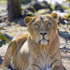 Preview wallpaper lioness, predator, glance, big cat, wildlife