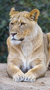 Preview wallpaper lioness, predator, glance, wildlife