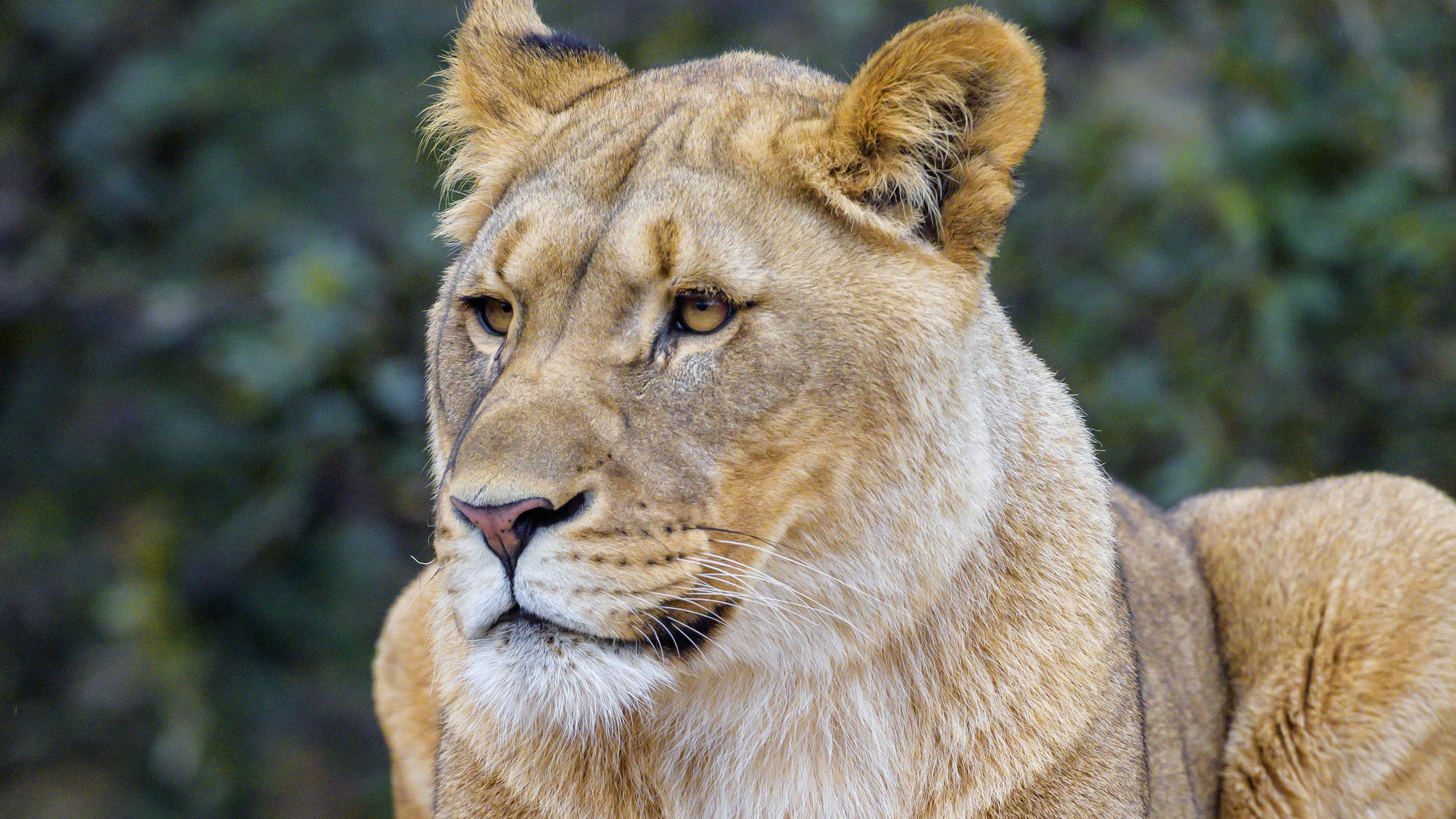 Download wallpaper 2560x1440 lioness, predator, glance, wildlife ...