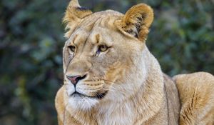 Preview wallpaper lioness, predator, glance, wildlife