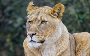 Preview wallpaper lioness, predator, glance, wildlife