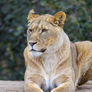 Preview wallpaper lioness, predator, glance, wildlife