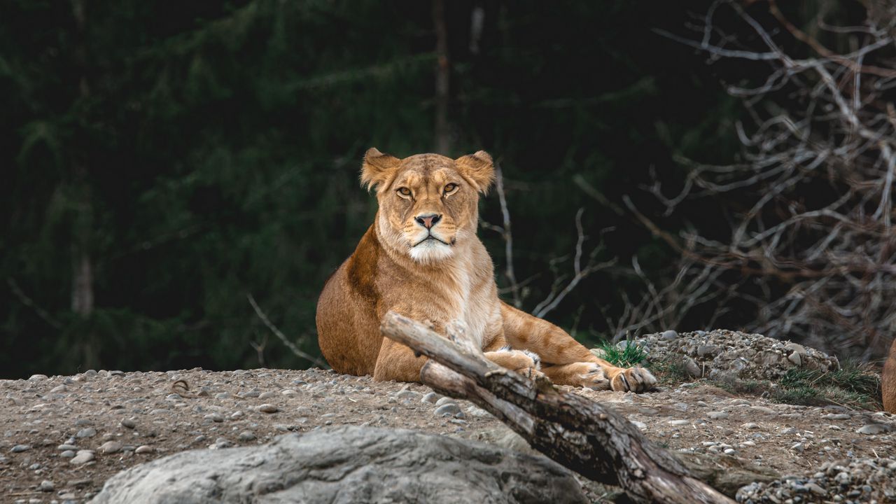 Wallpaper lioness, predator, glance, animal, big cat