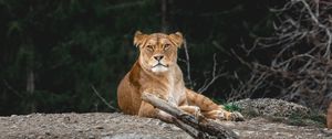 Preview wallpaper lioness, predator, glance, animal, big cat