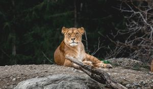 Preview wallpaper lioness, predator, glance, animal, big cat