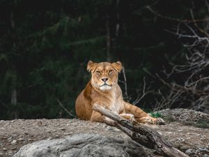 Preview wallpaper lioness, predator, glance, animal, big cat