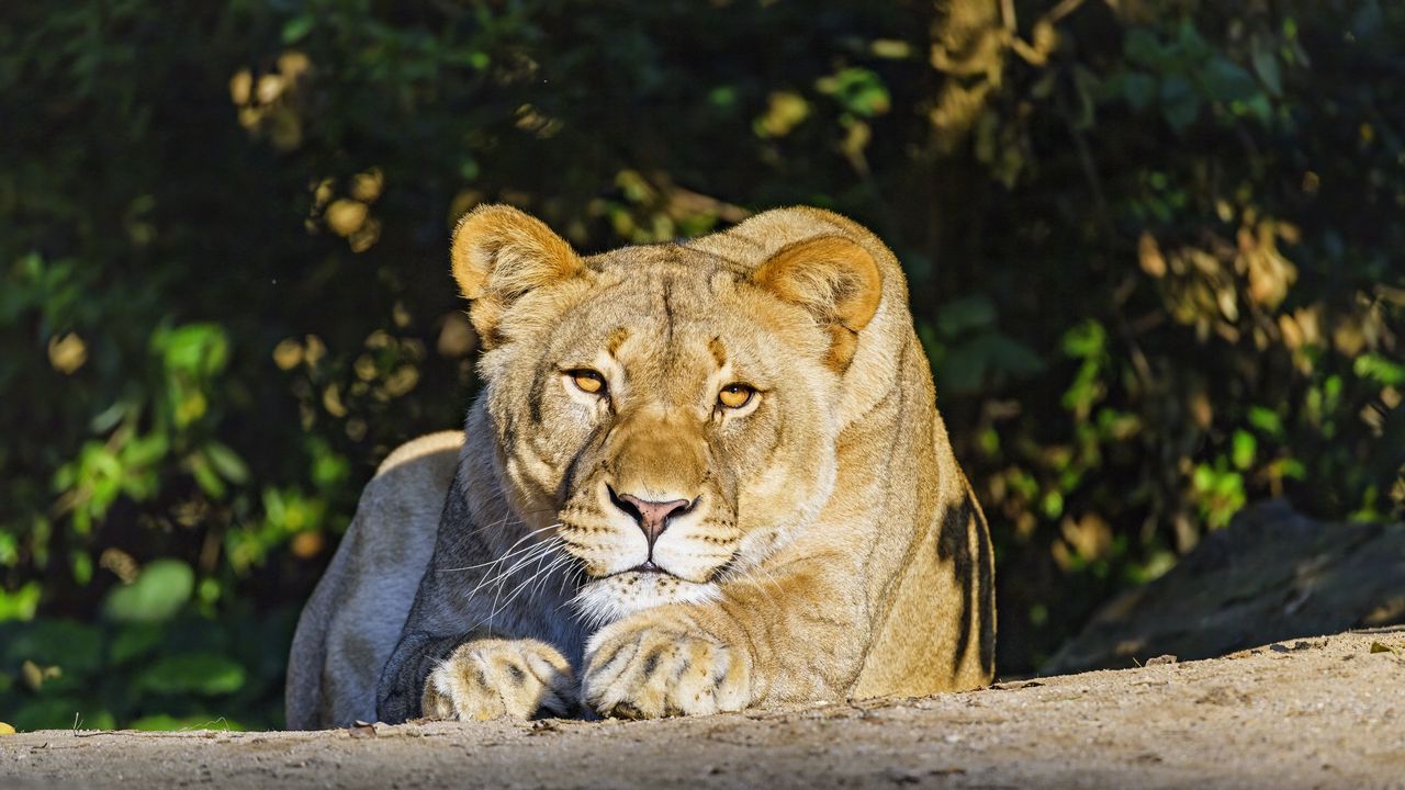 Wallpaper lioness, predator, glance, big cat, relax