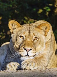 Preview wallpaper lioness, predator, glance, big cat, relax