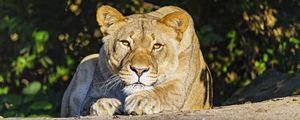 Preview wallpaper lioness, predator, glance, big cat, relax