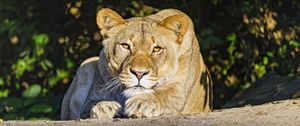 Preview wallpaper lioness, predator, glance, big cat, relax