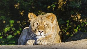 Preview wallpaper lioness, predator, glance, big cat, relax