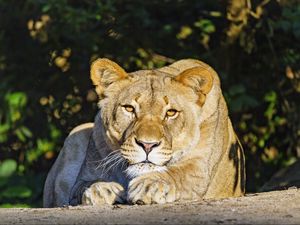 Preview wallpaper lioness, predator, glance, big cat, relax