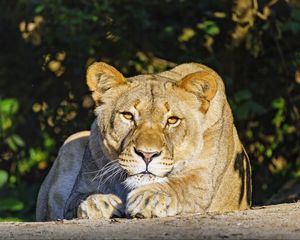 Preview wallpaper lioness, predator, glance, big cat, relax