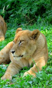 Preview wallpaper lioness, predator, grass, paws
