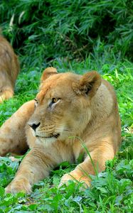 Preview wallpaper lioness, predator, grass, paws