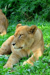 Preview wallpaper lioness, predator, grass, paws