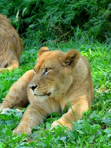Preview wallpaper lioness, predator, grass, paws