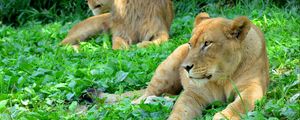 Preview wallpaper lioness, predator, grass, paws