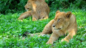 Preview wallpaper lioness, predator, grass, paws