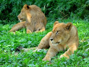 Preview wallpaper lioness, predator, grass, paws