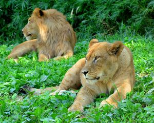 Preview wallpaper lioness, predator, grass, paws