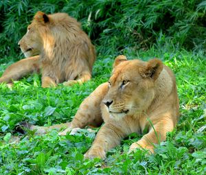 Preview wallpaper lioness, predator, grass, paws