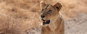 Preview wallpaper lioness, predator, lion, grin