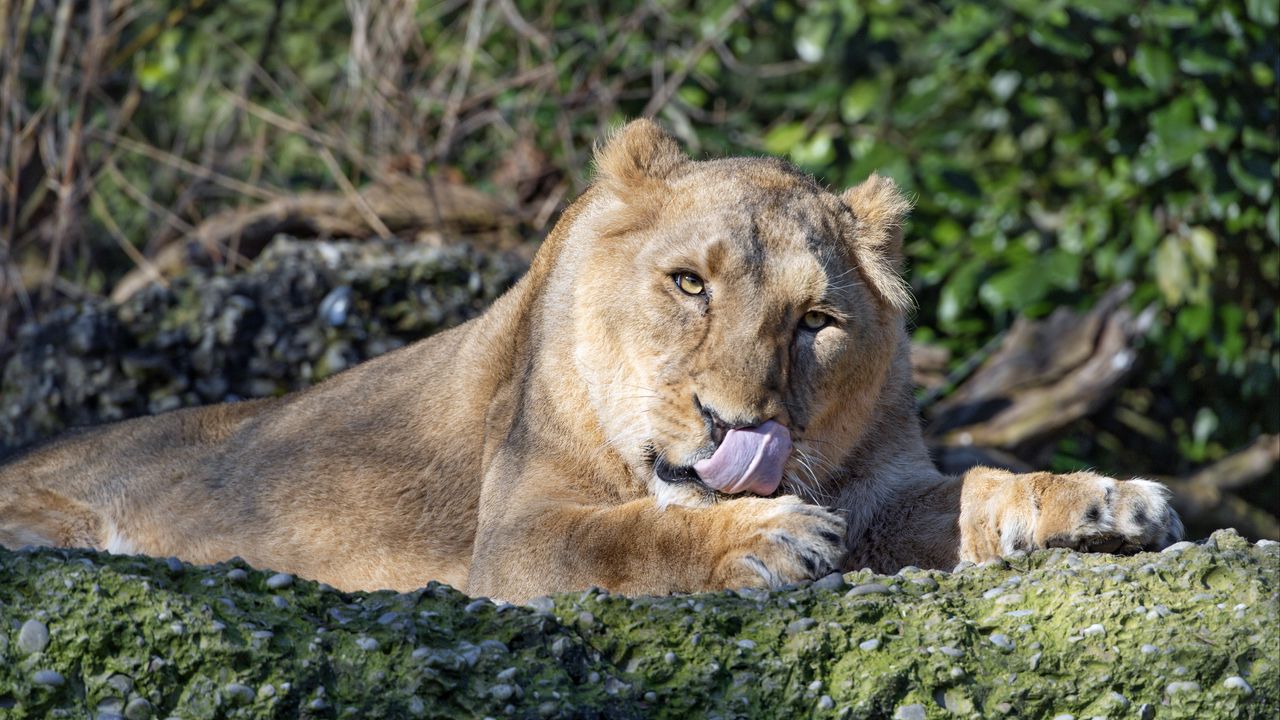 Wallpaper lioness, predator, protruding tongue, big cat