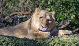 Preview wallpaper lioness, predator, protruding tongue, big cat