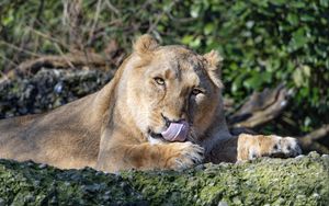 Preview wallpaper lioness, predator, protruding tongue, big cat