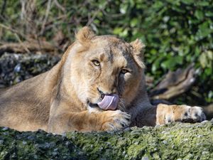 Preview wallpaper lioness, predator, protruding tongue, big cat