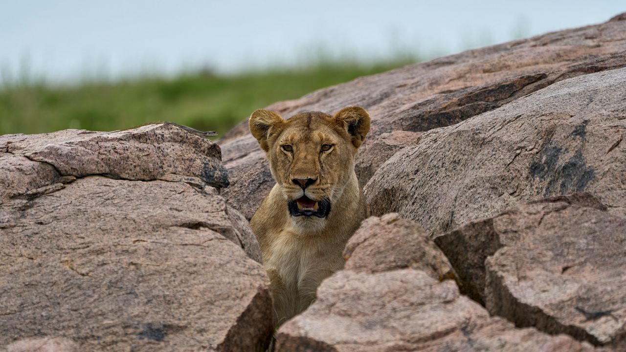 Wallpaper lioness, predator, stones, wildlife