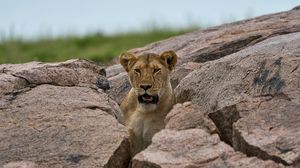 Preview wallpaper lioness, predator, stones, wildlife