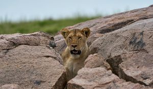 Preview wallpaper lioness, predator, stones, wildlife
