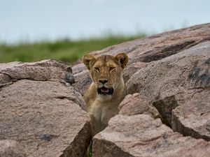 Preview wallpaper lioness, predator, stones, wildlife